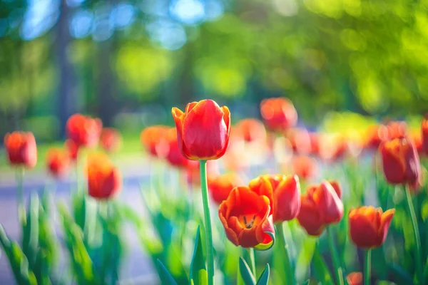 Rote Tulpe Auf Dem Hintergrund Von Grünem Gras Nahaufnahme Sonnigen — Stockfoto