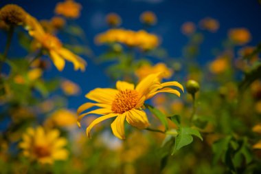 Mea Hong 'un dağ üzerindeki ayçiçeği Tayland' ın başkenti Asya 'da.