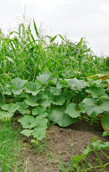 bahçede mısır ve diğer sebzeler