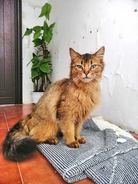 门槛上一只孤独的红猫 — 图库照片
