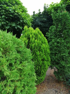 bahçede iğne yapraklı ağaçların farklı türleri