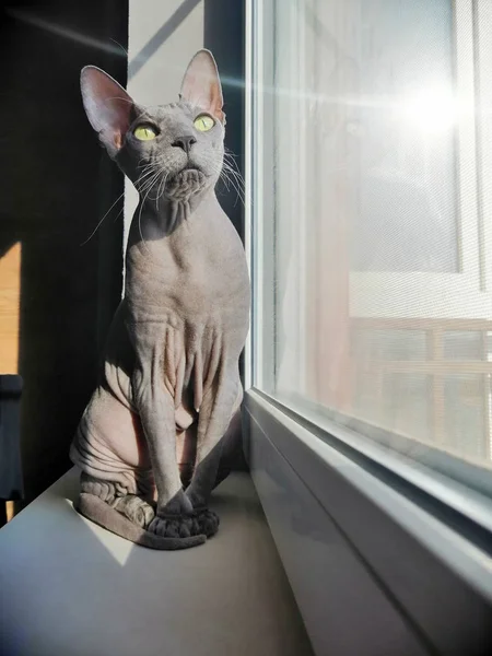 Лисий кіт канадський сфінкс на підвіконні — стокове фото