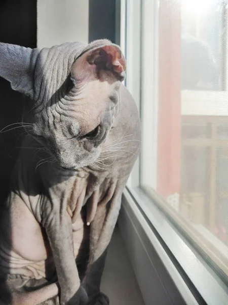 Careca gato canadense esfinge basks no peitoril da janela — Fotografia de Stock