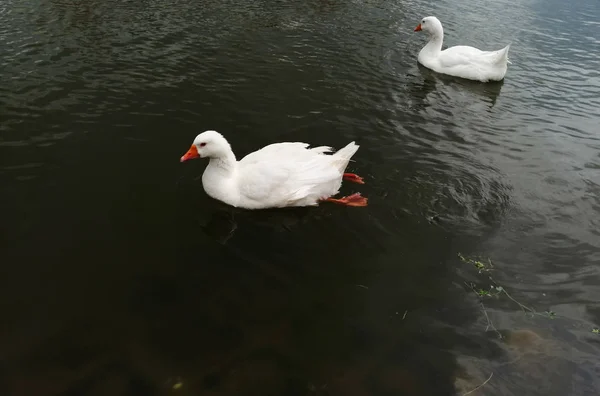 Two white ducks swim on the lake — Stock Photo, Image