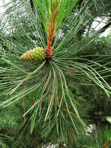 Rama de pino y cono verde — Foto de Stock
