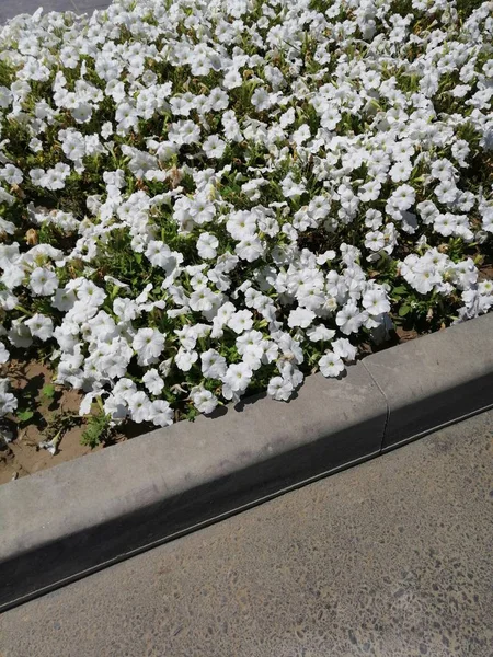 Bílé květy na silnici — Stock fotografie