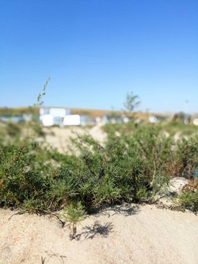 kum üzerinde bitkiler ve gökyüzüne karşı