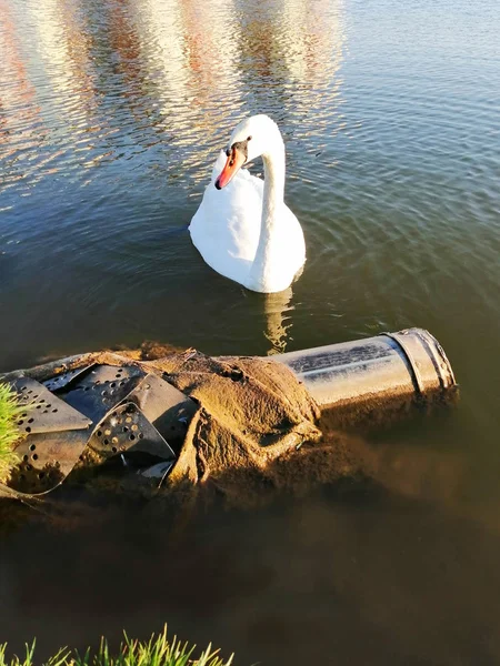 white swan and dirty lake, ecology