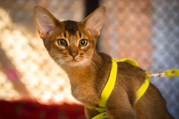Абиссинская Кошка Крупным Планом Рыжий Питомец Поводке Ветеринария — стоковое фото