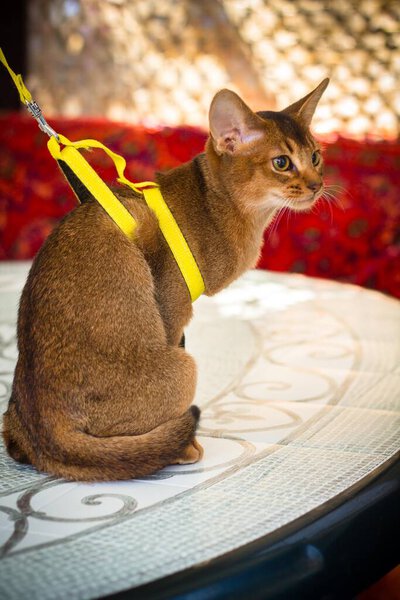 abyssinian cat - a red-haired pet on a leash. veterinary science. unusual breed