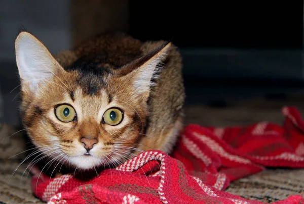 Somalí Gato Crianza Pelirroja Mascota Close Ciencia Veterinaria — Foto de Stock