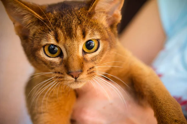 Gato Abissínio Close Animal Estimação Ruivo Ciência Veterinária — Fotografia de Stock