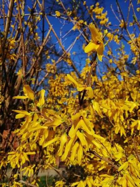 Bush Yellow Flowers Background Blue Sky Spring — Stock Photo, Image