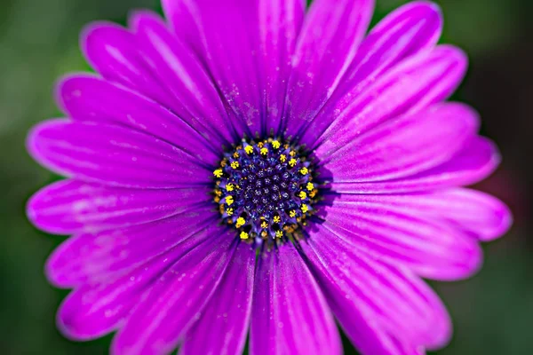 Macro imagen de la flor violeta de primavera, fondo floral suave abstracto — Foto de Stock