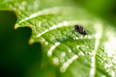 Üzüm yaprak yeşil bir anında closeup