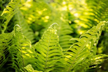 Güzel fern fiddleheads yeşil yaprakları ile doğal çiçek eğreltiotu yaprakları bush arka planda güneş ışığı.