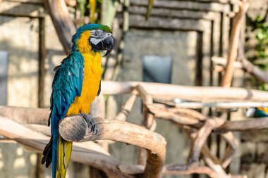Yeşil, mavi ve sarı renkler papağan - Ara ararauna egzotik ülkede ağaç üzerinde.