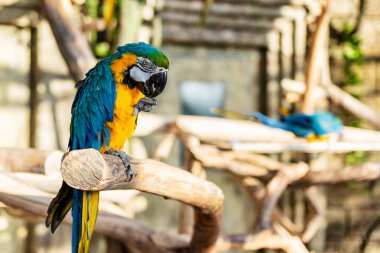 Yeşil, mavi ve sarı renkler papağan - Ara ararauna egzotik ülkede ağaç üzerinde