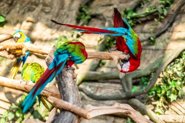 günlük üzerinde oturan renkli çift Amerika papağanı.
