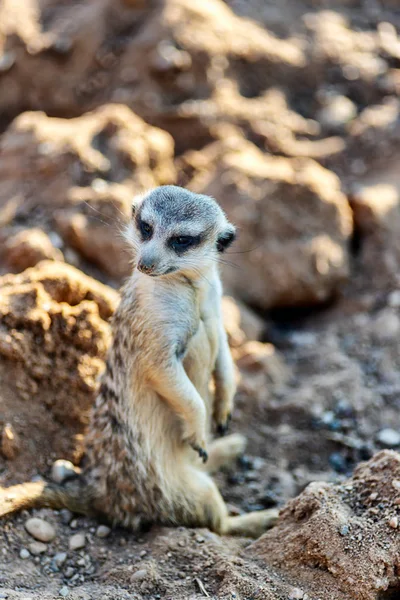 Neugierig und neugierig surikat oder Erdmännchen gerade beobachten und bequem sitzen — Stockfoto