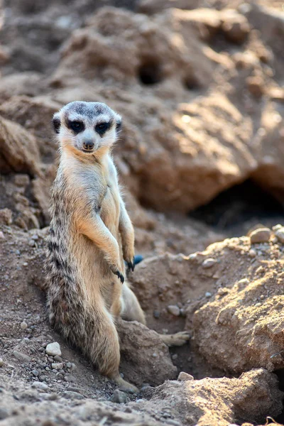 Curioso y curioso surikat o surikat mirando recto y sentado cómodamente — Foto de Stock