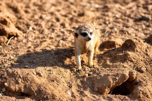 Neugierig und neugierig surikat oder Erdmännchen beobachten herum — Stockfoto