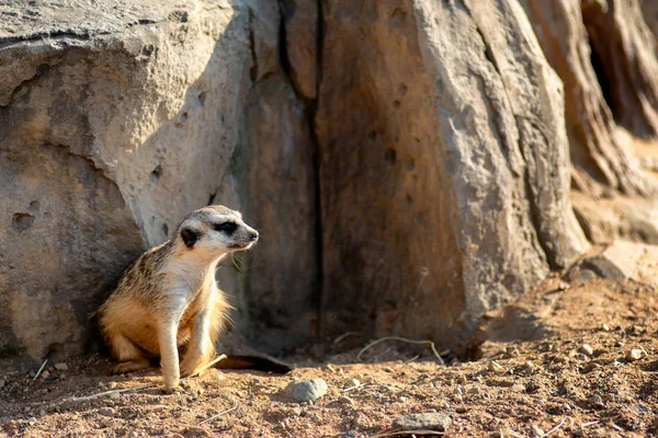 Neugierig und neugierig surikat oder Erdmännchen beobachten herum — Stockfoto