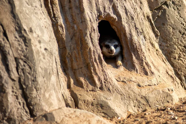 Neugierig und neugierig surikat oder Erdmännchen beobachten um Loch — Stockfoto
