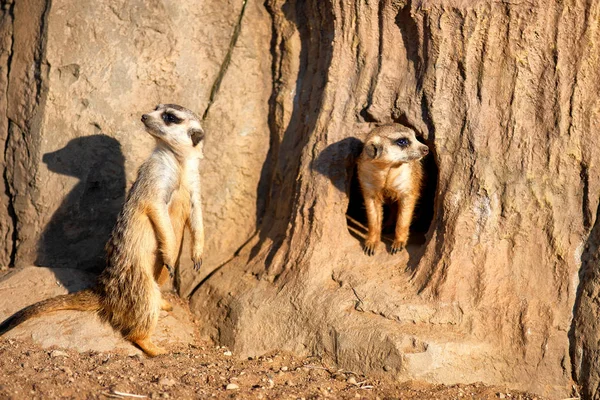 Surikats curiosos e inquisitivos o surikats observando alrededor — Foto de Stock