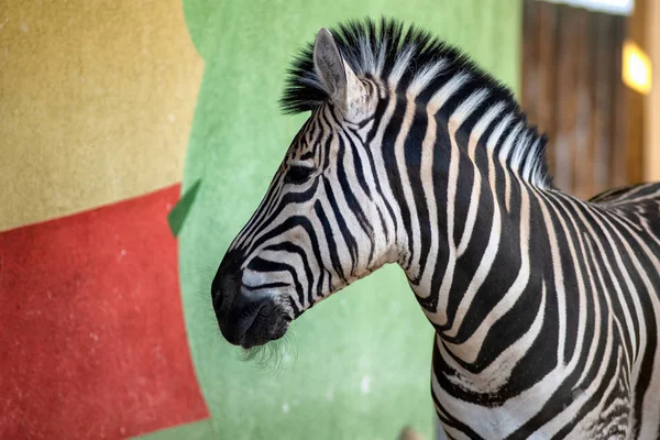 Renkli duvar Hayvanat Bahçesi yakınındaki Zebra