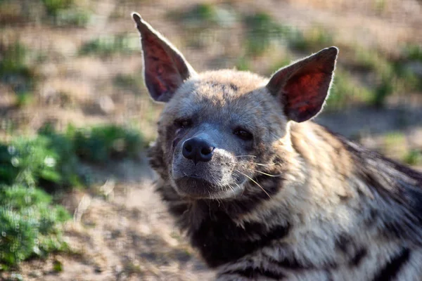 Hyène fatiguée regarde dans la caméra. Portrait photo d'un animal sauvage . — Photo
