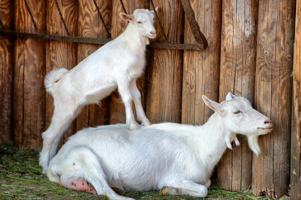 Mother Goat Her Kid Grass — Stock Photo, Image