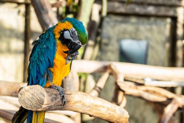 Yeşil, mavi ve sarı renkler papağan - Ara ararauna egzotik ülkede ağaç üzerinde