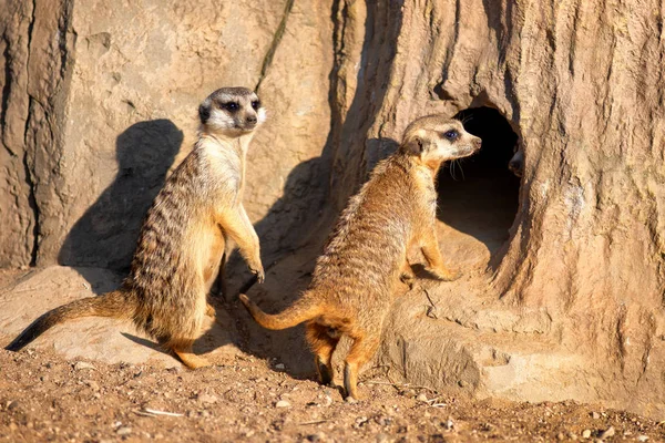 Curieux et curieux surikats ou suricates regarder autour — Photo