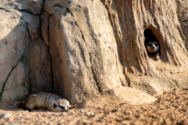 Curieux et curieux surikats ou suricates regarder autour du trou — Photo