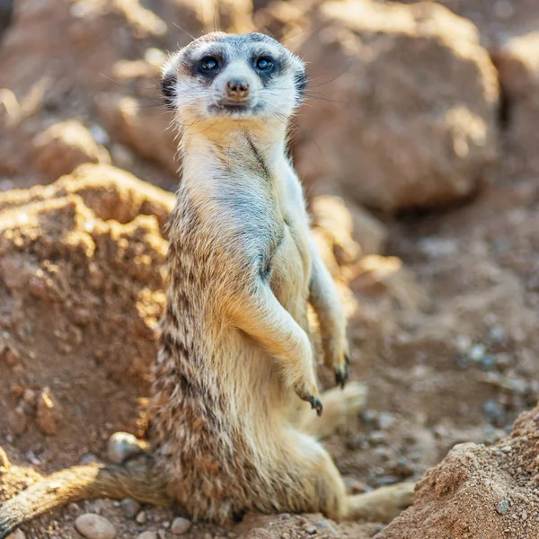 Surikat ou surerkat regardant droit et assis sur des pierres — Photo