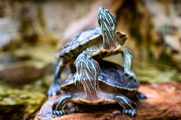 Dos tortugas en el bosque. Tortuga como símbolo de sabiduría, paciencia y longevidad — Foto de Stock