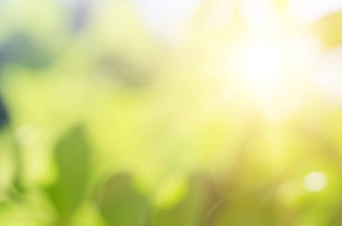 Doğa yeşil arka plan, bokeh etkisi, ufuk görüntü bulanık. Taze ve canlılık renkleri ile güneş ışığı zemin kompozisyon