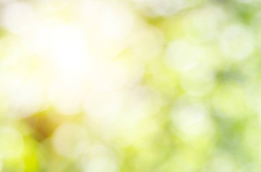 Doğa yeşil arka plan, bokeh etkisi, ufuk görüntü bulanık. Taze ve canlılık renkleri ile güneş ışığı zemin kompozisyon