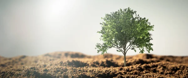 Μόνος Καλλιεργώντας Δέντρο Στην Έρημο Περίληψη Γραφικής Σύνθεσης — Φωτογραφία Αρχείου