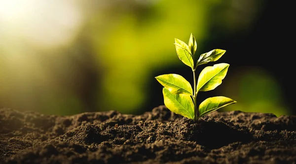 Ambiente Ecológico Sustentável Planta Crescimento — Fotografia de Stock