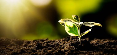 Ekolojik dost ve sürdürülebilir çevre. Büyüyen bitki.