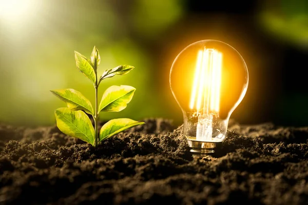 Lampadina Led Incandescente Ambiente Ecologico Sostenibile — Foto Stock