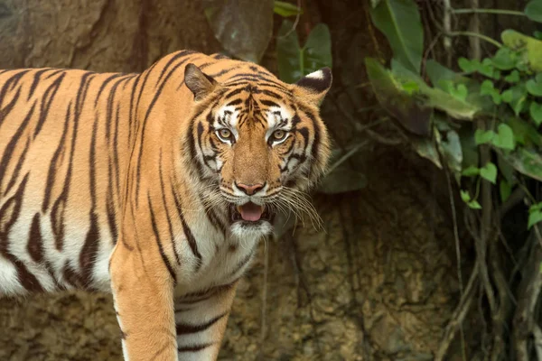 Közelkép Indochinese Tigris Álló Előtt Tunel Erdő Panthera Tigris Corbetti — Stock Fotó