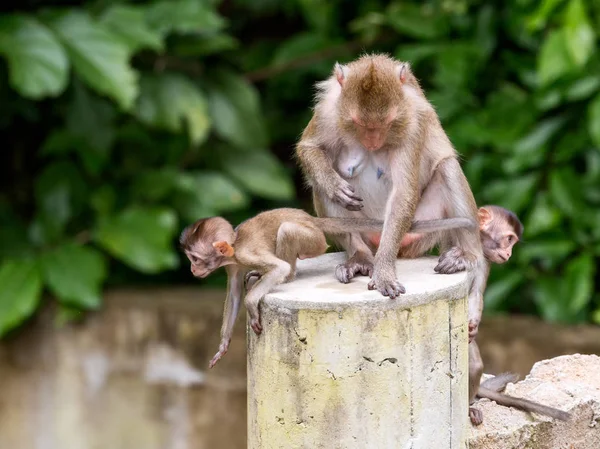 Três Macacos Por Uma Mãe Dois Filhos Poste Concreto — Fotografia de Stock