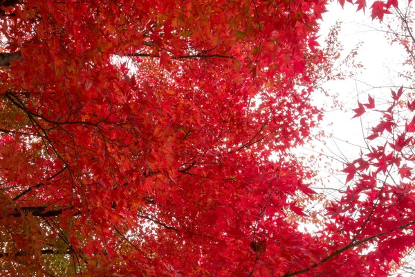 Red Maple Leaf Japan Autumn Season September November Every Year — Stock Photo, Image