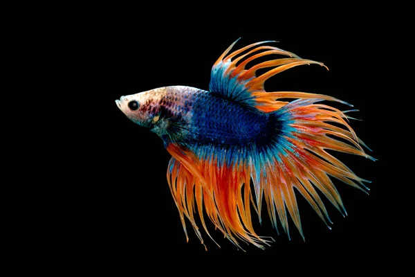 Crown Tail Betta, Siamese fighting fish, blue and orange coloured pla-kad ( biting fish) Thai; betta isolated on black background with clipping path