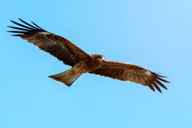 Yetişkin kırmızı kartal mavi gökyüzünde kırpma yolu ile uçar; Japon kartalı yaz mevsiminde Enoshima 'da ışık fişeğiyle