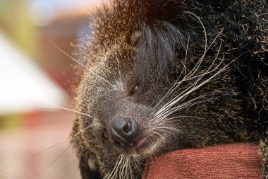 Binturong yüz kutubun uyku kapat; Bearcat Güney ve Güneydoğu Asya'da yaygın