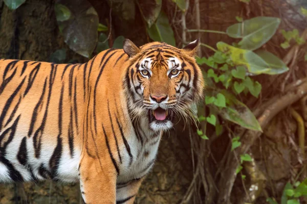 Close up of Indochinese Tiger standing in front of tunnel of forest; Panthera tigris corbetti coat is yellow to light orange with stripes ranging from dark brown to black